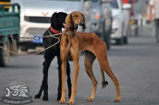 細犬怎么訓練捕獵 中國細犬捕獵訓練教程