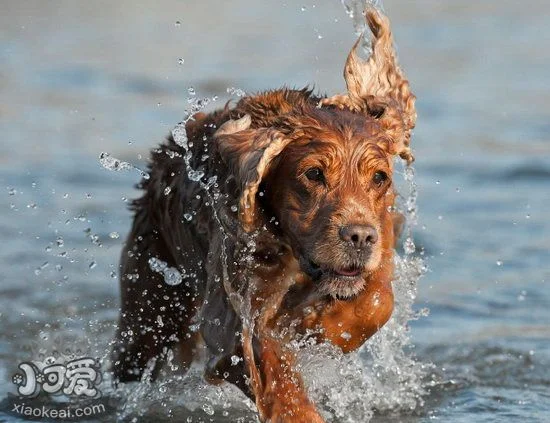 英國可卡犬得了細小怎么辦 英國可卡犬細小病毒治療方法1