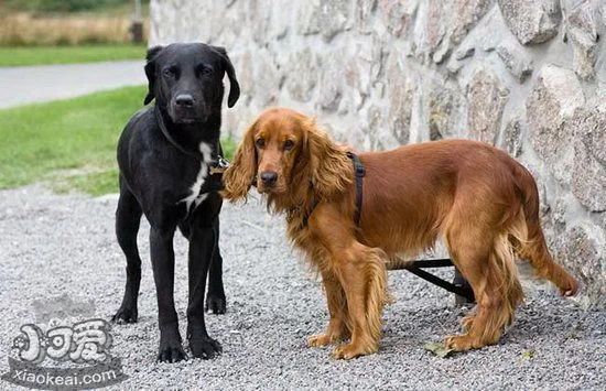 英國可卡犬怎么美容 英國可卡犬美容流程1