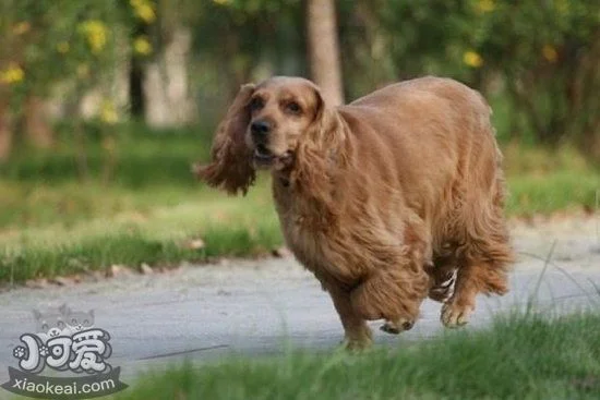 英國可卡犬亂咬東西怎么辦 英國可卡犬禁止亂咬東西方法1