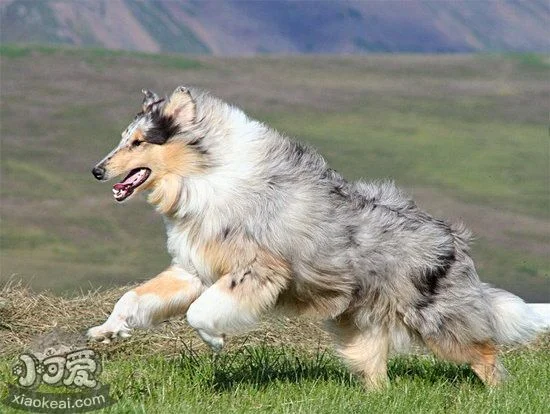 蘇格蘭牧羊犬怎么自制狗糧 蘇格蘭牧羊犬自制狗糧配方介紹1