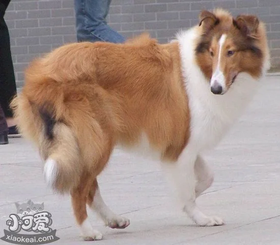 蘇格蘭牧羊犬毛發怎么打理 蘇格蘭牧羊犬毛發打理方法2