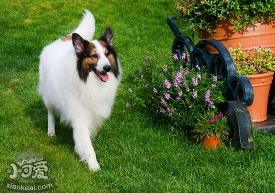 蘇格蘭牧羊犬怎么訓(xùn)練注意力 蘇格蘭牧羊犬提高注意力方法1