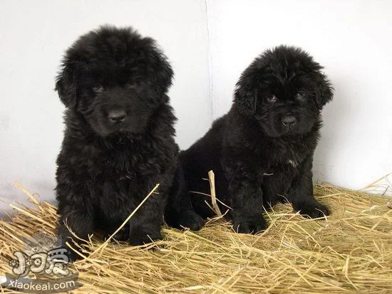 紐芬蘭犬怎么養 紐芬蘭犬飼養心得1