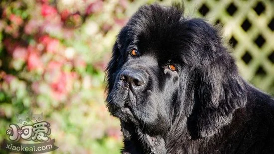 紐芬蘭犬亂叫怎么制止 紐芬蘭犬禁止亂吠叫方法1