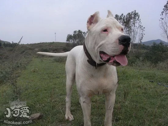 杜高犬咳嗽怎么辦 杜高犬咳嗽處理方法2