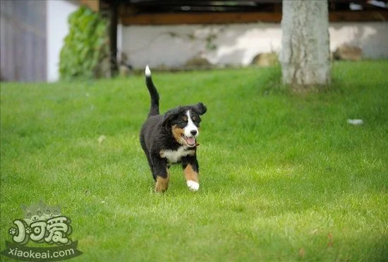 伯恩山犬什么食物不能吃 伯恩山犬不能吃的東西大全1