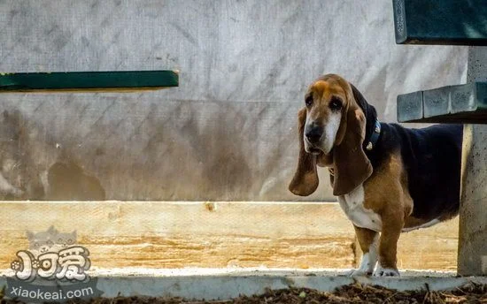 巴吉度幼犬窒息怎么辦 剛出生的巴吉度犬窒息搶救方法1