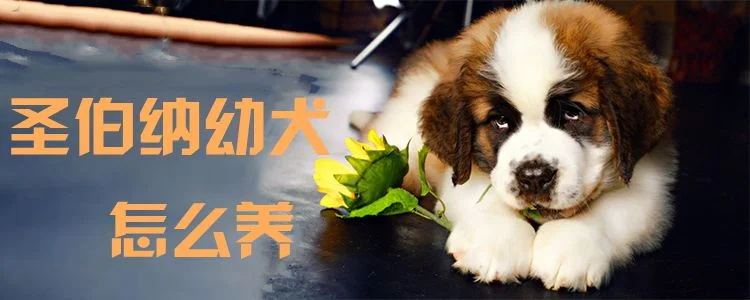 圣伯納幼犬怎么養0