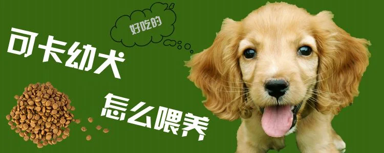 可卡幼犬怎么喂養(yǎng)