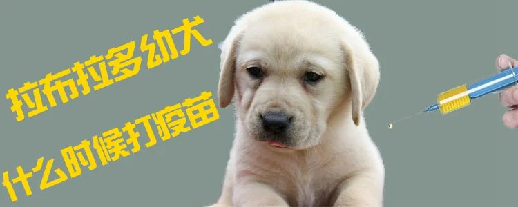 拉布拉多幼犬什么時候打疫苗