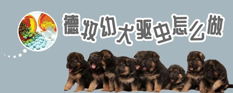 德牧幼犬驅蟲怎么做