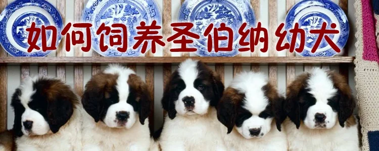 如何飼養(yǎng)圣伯納幼犬