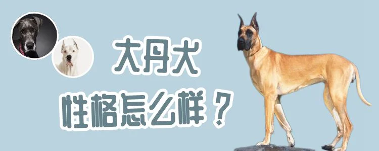 大丹犬性格怎么樣