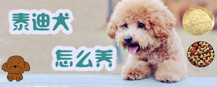 泰迪犬怎么養