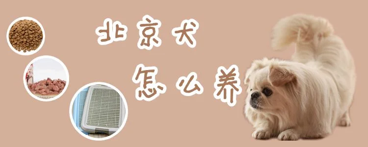 北京犬怎么養(yǎng)