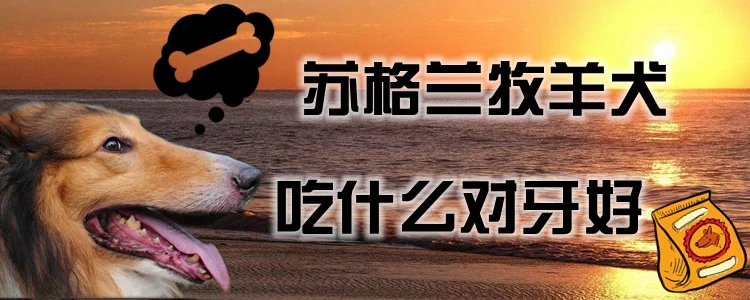 蘇格蘭牧羊犬吃什么對牙好