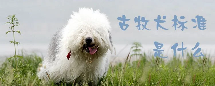 古牧犬標準是什么