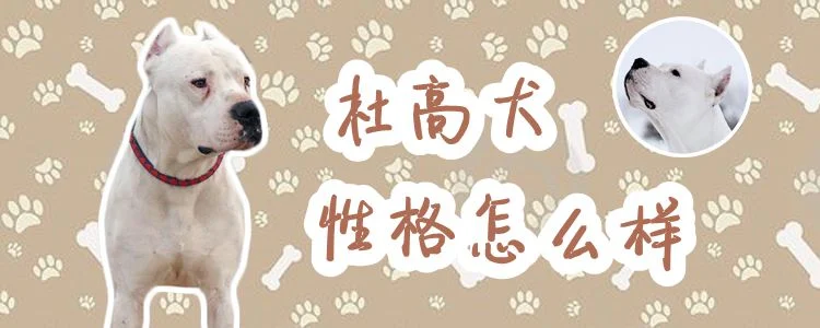 杜高犬性格怎么樣