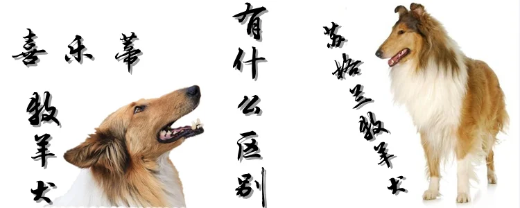 喜樂蒂牧羊犬和蘇格蘭牧羊犬有什么區別