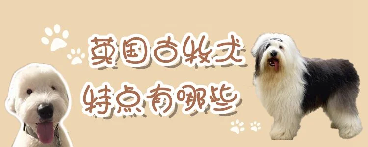 英國(guó)古牧犬特點(diǎn)有哪些