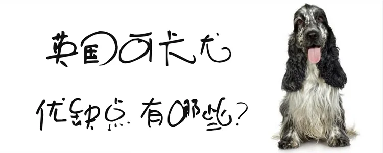 英國可卡犬的優(yōu)缺點(diǎn)有哪些