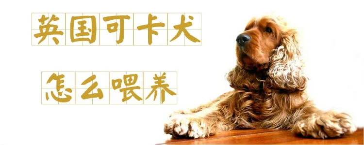 英國可卡犬怎么喂養