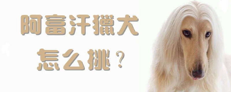 阿富汗獵犬怎么挑