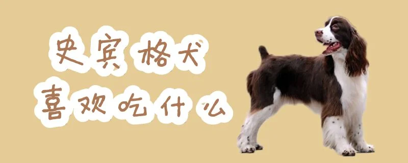 史賓格犬喜歡吃什么