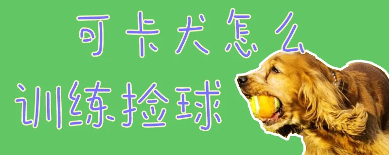 可卡犬怎么訓練撿球