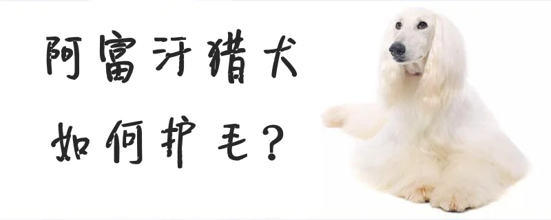 阿富汗獵犬如何護(hù)毛