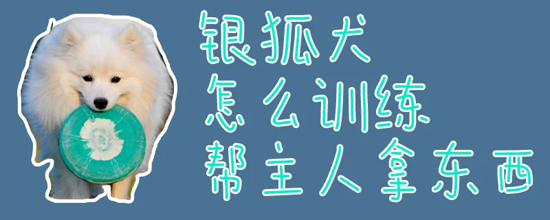 銀狐犬怎么訓練幫主人拿東西