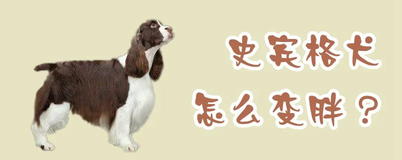 史賓格犬怎么變胖