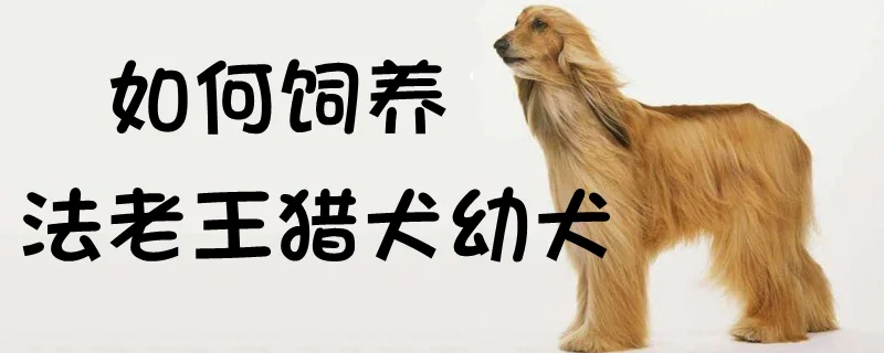 如何飼養(yǎng)法老王獵犬幼犬