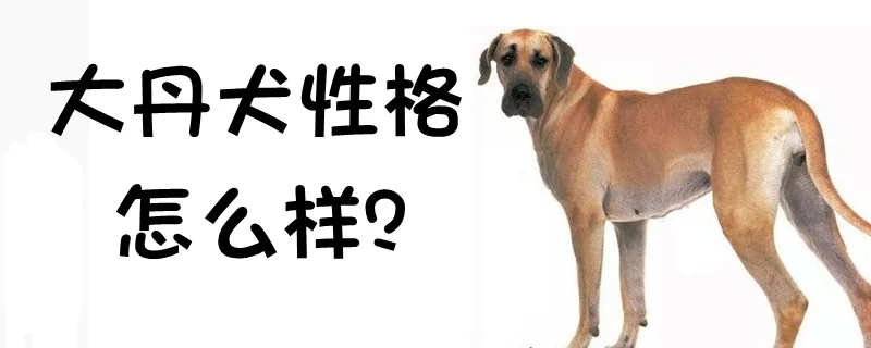 大丹犬的性格好不好