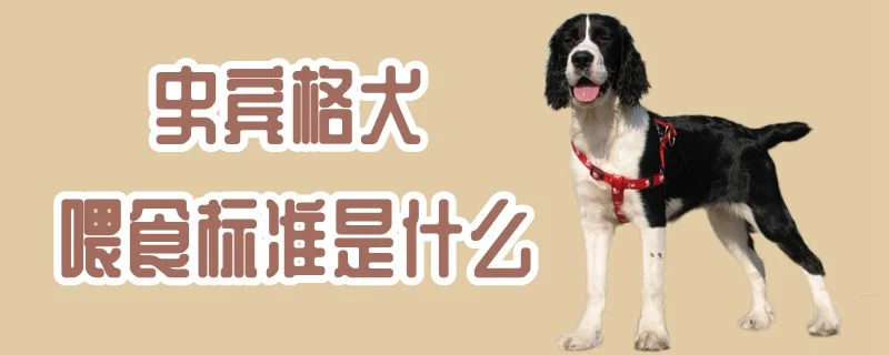 史賓格犬喂食標準是什么