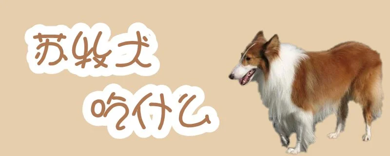 蘇牧犬吃什么