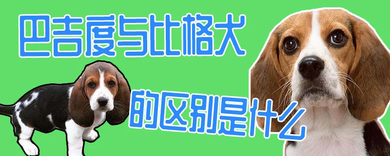 巴吉度與比格犬的區(qū)別是什么