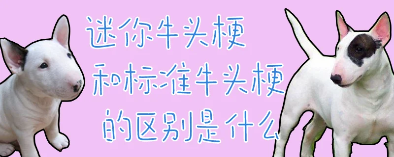 迷你牛頭梗和標準牛頭梗的區別是什么