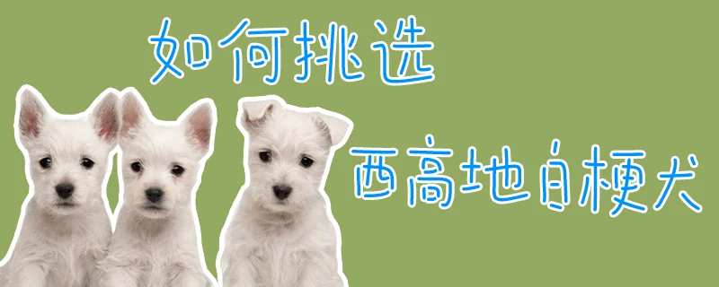 如何挑選西高地白梗犬