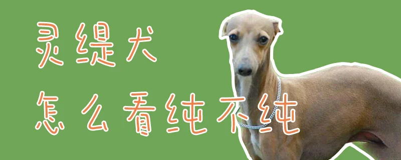 靈緹犬怎么看純不純