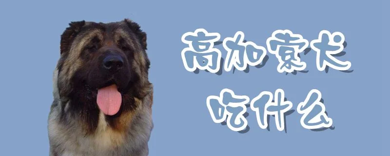 高加索犬吃什么