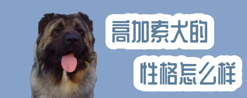 高加索犬的性格怎么樣