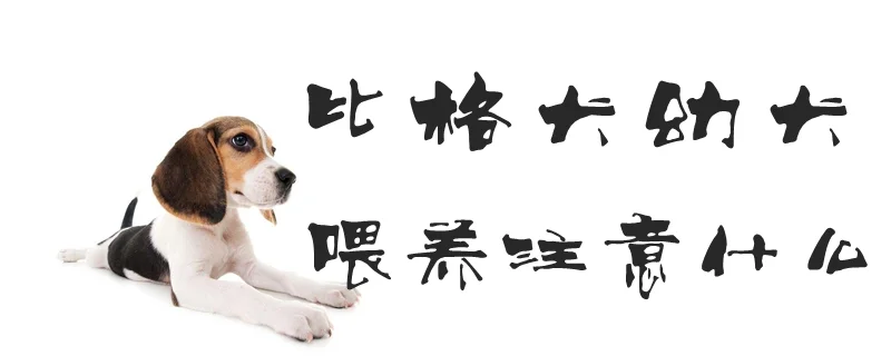 比格犬幼犬喂養注意什么