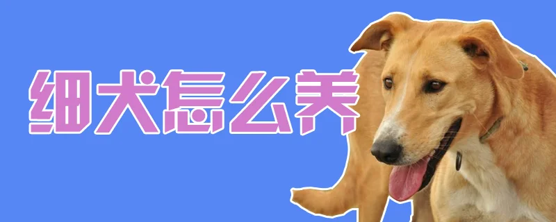 細犬怎么養(yǎng)