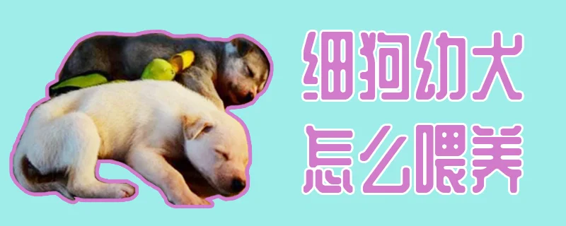 細狗幼犬怎么喂養(yǎng)