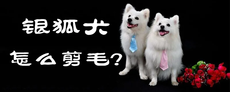 銀狐犬如何剪毛