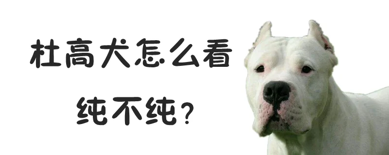 杜高犬怎么看純不純