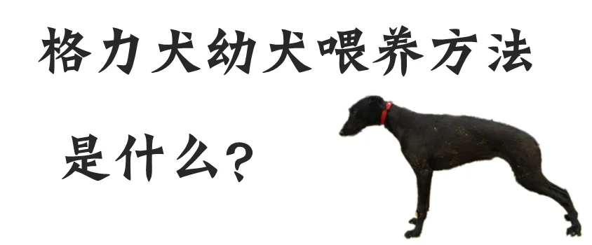 格力犬幼犬的喂養方法是什么