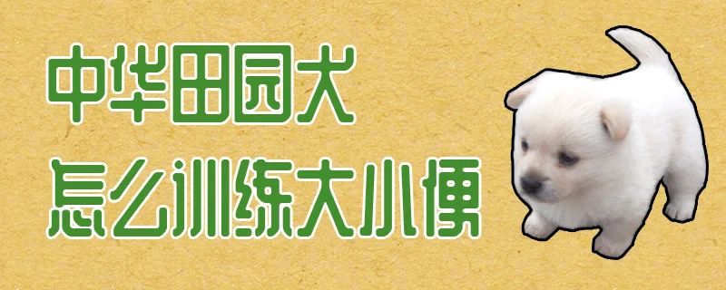 中華田園犬怎么訓練大小便